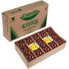 imageCrayola Colors of The World Bulk Crayon Classpack 480ct 24 Skin Tone Crayon Colors Classroom Supplies for Teachers Ages 3832 Count Pack of 1
